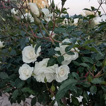 Дом отдыха Sea Melodies 1