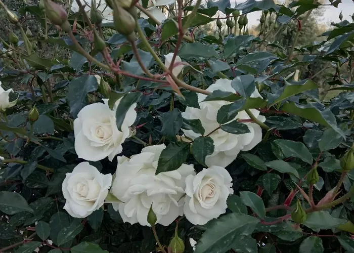 Semesterbostad Sea Melodies 1