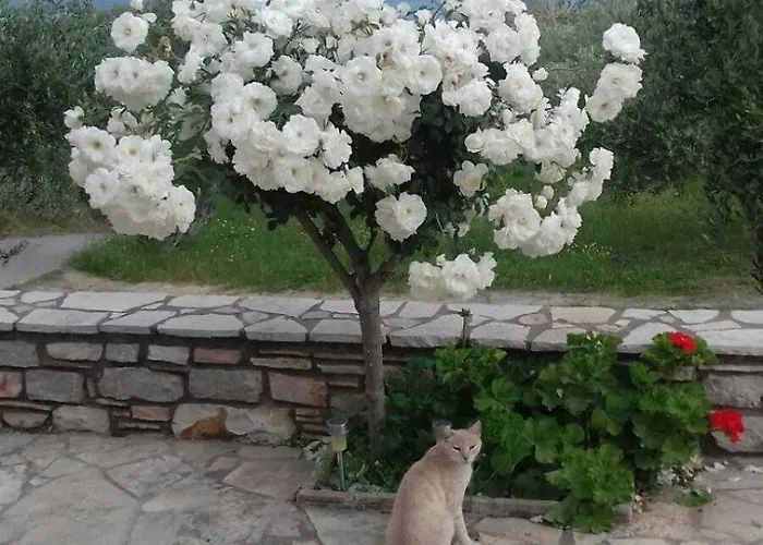 Sea Melodies 1 Koróni